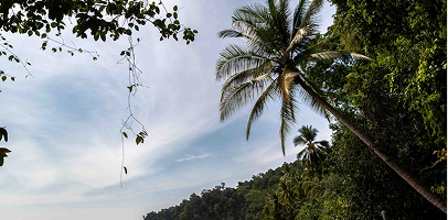 Tropical Paradise Awaits: Caribbean Resort Exchanges